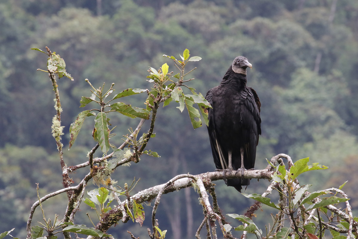 Black vulture